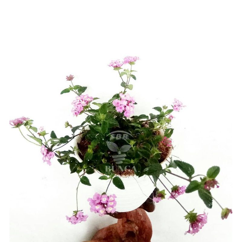 Tanaman hias bunga lantana ungu - tanaman bunga lantana / tanaman hias lantana / tanaman lantana