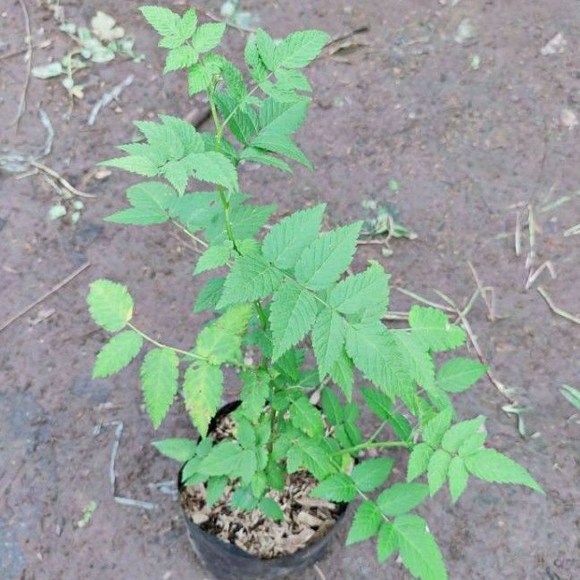 DIARY PETANI - Tanaman Arbei Hutan atau Raspberry Merah Ukuran Besar