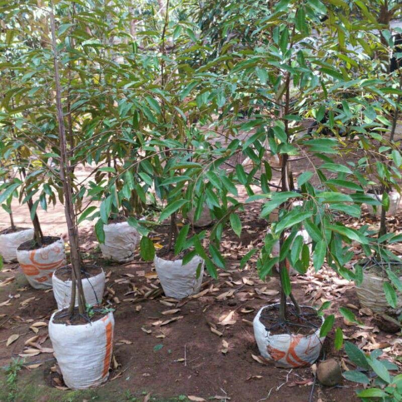 bibit durian bawor dongkelan