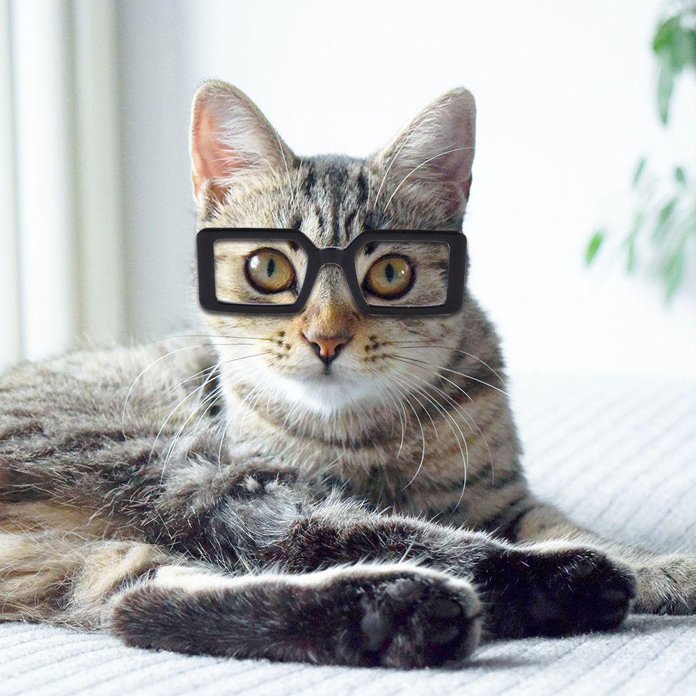 Solighter Kacamata Kucing Fashioning Bingkai Segitiga Cermin Multicolor Kacamata Anjing