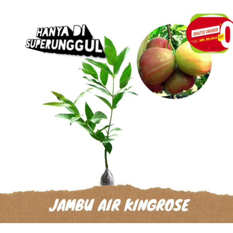 Bibit jambu air kingrose