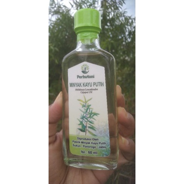 MINYAK KAYU PUTIH ASLI MINYAK KAYU PUTIH PERHUTANI MINYAK KAYU PUTIH PULUNG