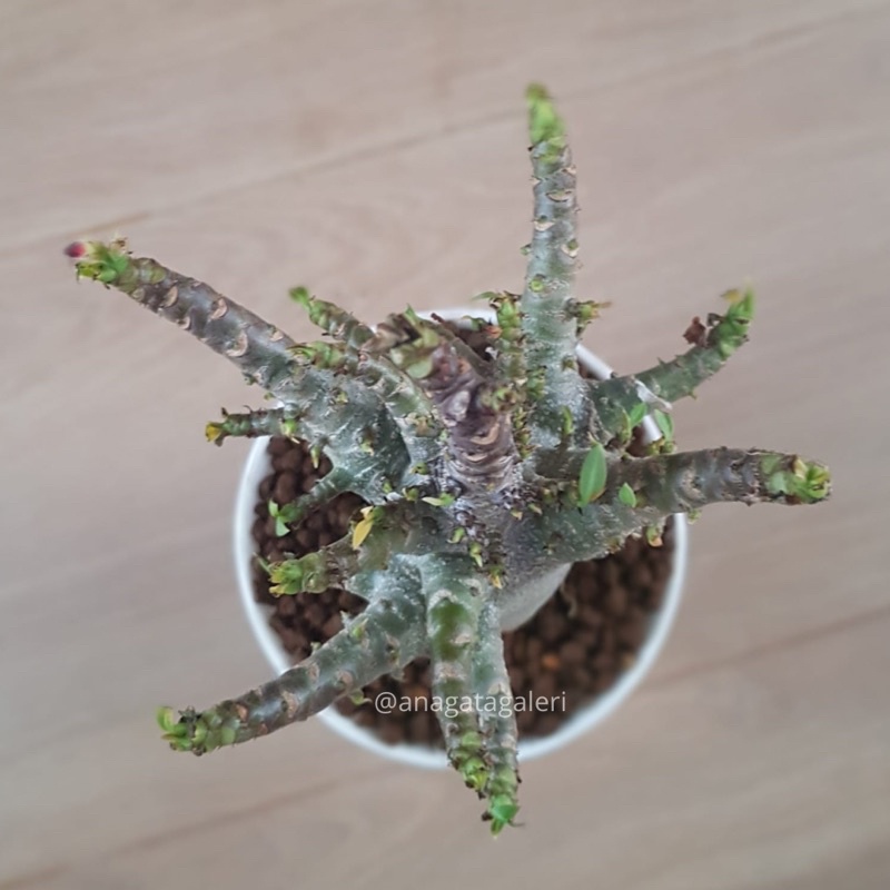 Adenium Karakter ID BLACK WKL x KLT | Kaktus Gymno Euphorbia