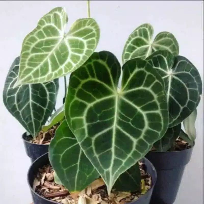 Anturium Kuping Gajah