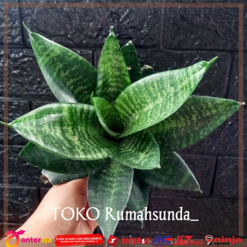 Tanaman hias lidah mertua sansivera kodok Lidah mertua mini