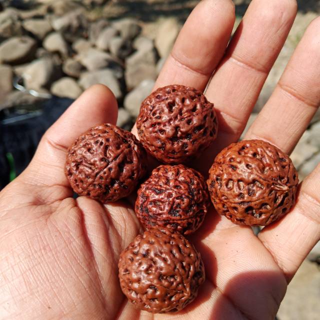 Jenitri rudraksha besar 1 kilo
