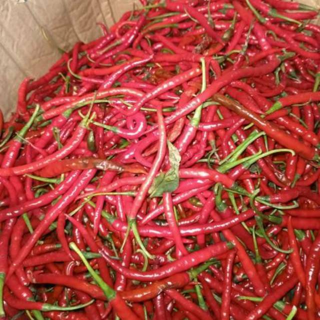 

Cabe merah keriting