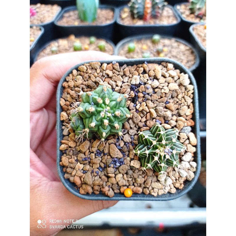 Paket Kaktus Gymno LB dan T31115 Kaktus Murah Tanaman Hias