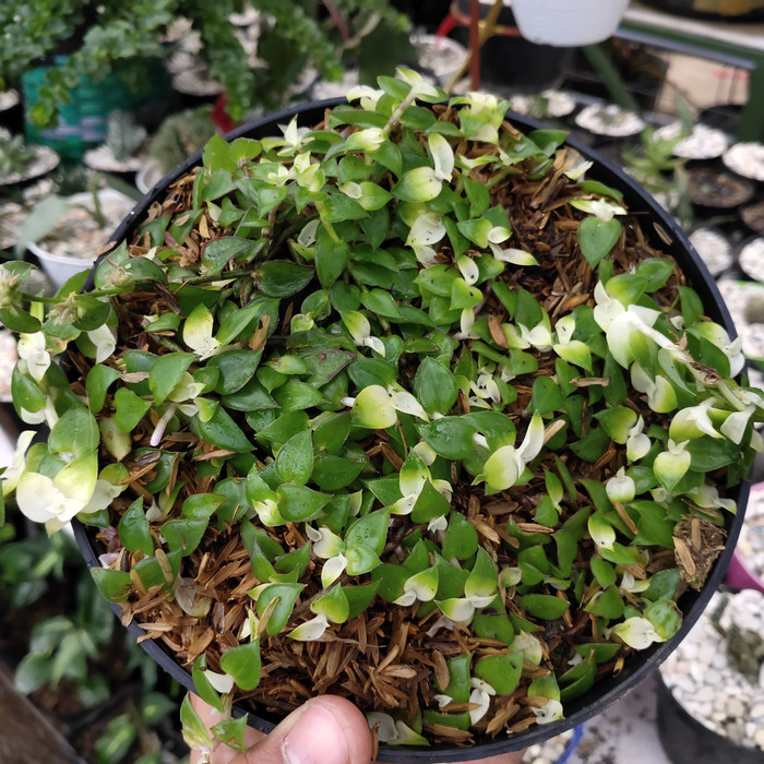 tanaman hias air mata janda