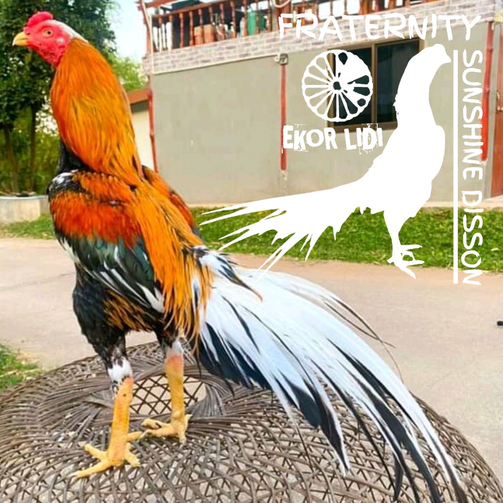 telur fertil ayam bangkok ekor lidi shunsine dission