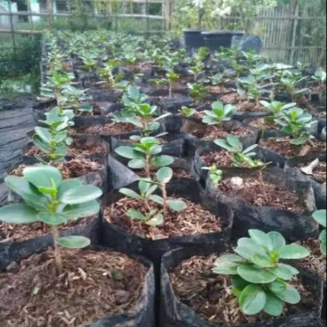 BERINGIN DOLAR MANGKOK ORI