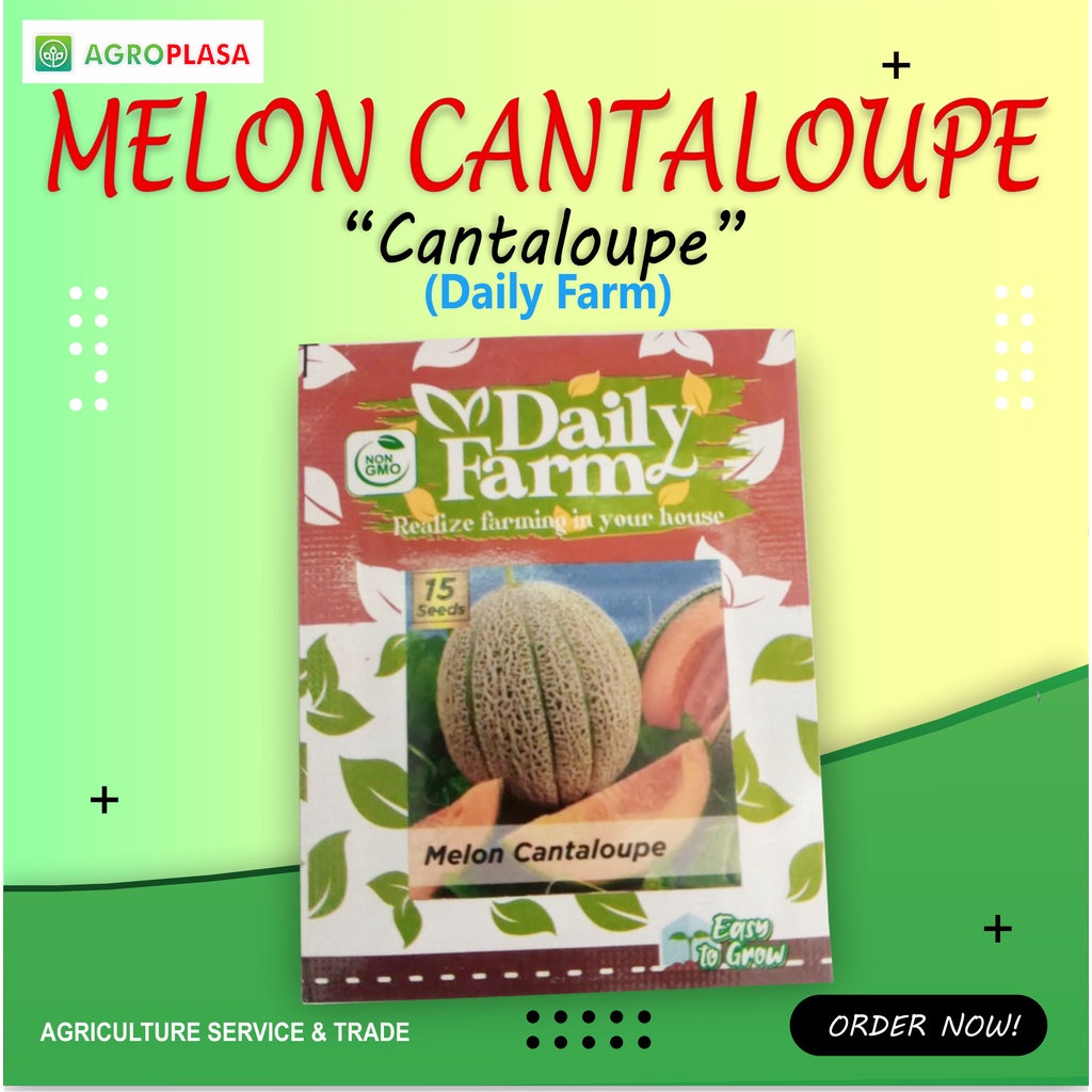 Benih Melon Cantaloupe - Daily Farm