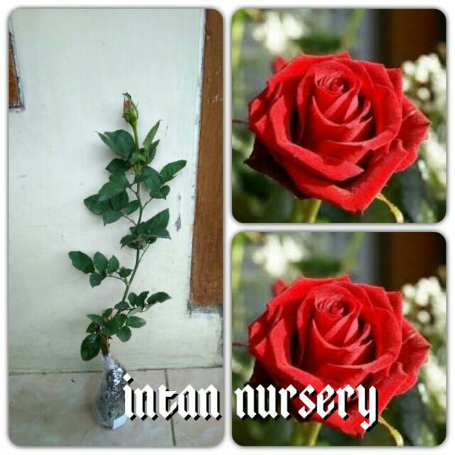 Tanaman Bunga Mawar Merah Tanpa Duri ( BERBUNGA / KUNCUP )