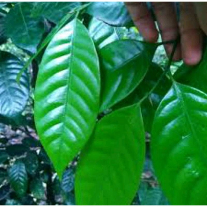 

Daun Pala Segar 200gr