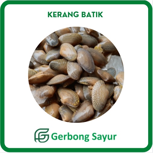 

Kerang Batik Segar - 500g