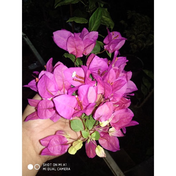 bibit bougevile vietnam splash