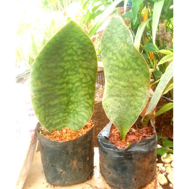 Tanaman Hias Sansevieria Centong | Pohon Lidah Mertua Centong