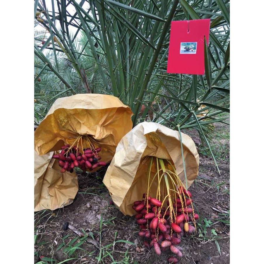 Urgent! Bibit Benih Biji Kurma Thailand H1 Merah Asa Thailand Jual!