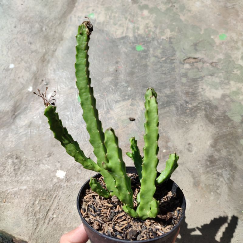 Caralluma umbellata/Stapelia