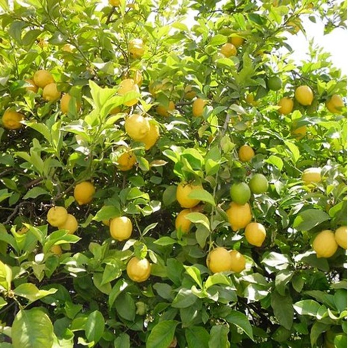 Bibit Tanaman Buah JERUK LEMON TEA Premium