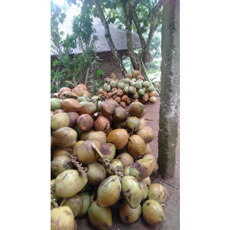 

kelapa muda segar