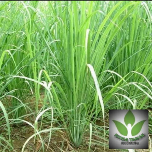 Bibit Tanaman Sereh - Serai Tanaman Bumbu Dapur