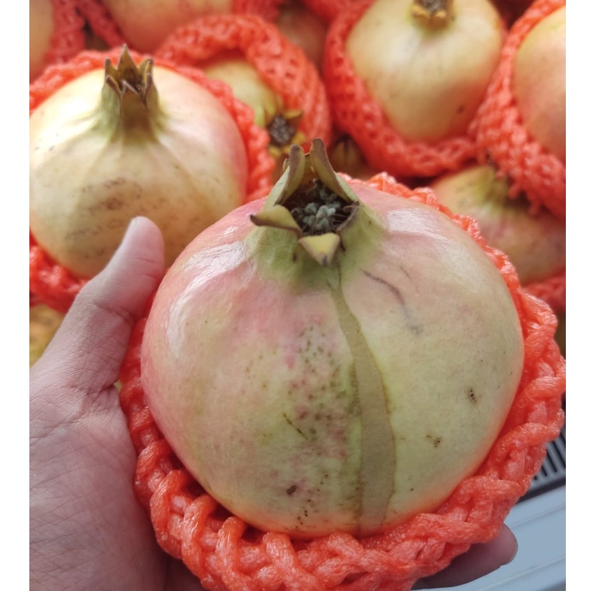 

Delima Import RRC Fresh -+1kg Produk Baru di Pasar Buah