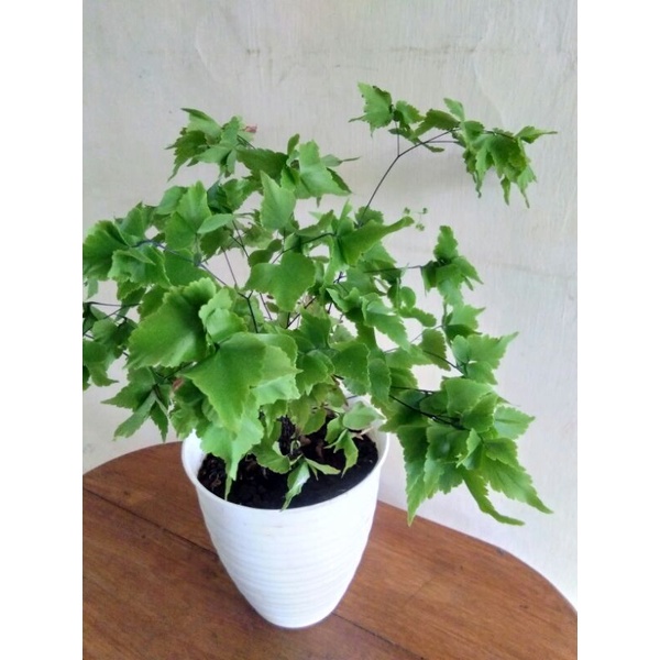 suplir belimbing cristad