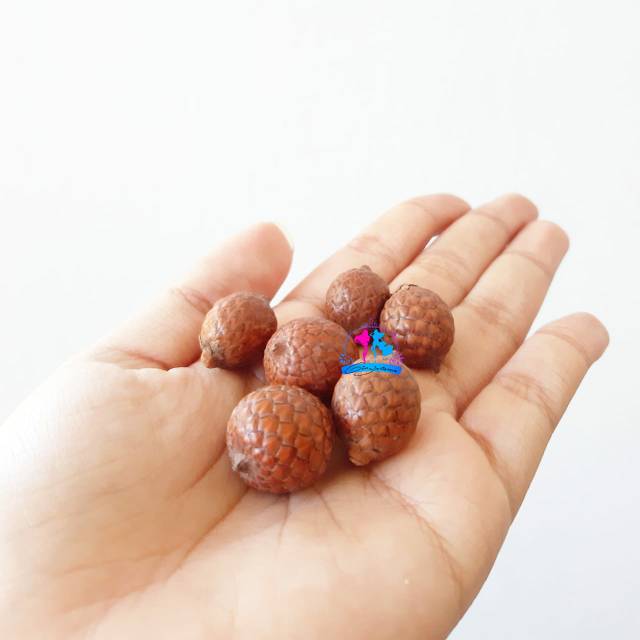 Biji Rotan Bulat | Buah Rotan Kering