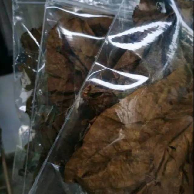 

Daun ketapang Olahan Siap Pakai