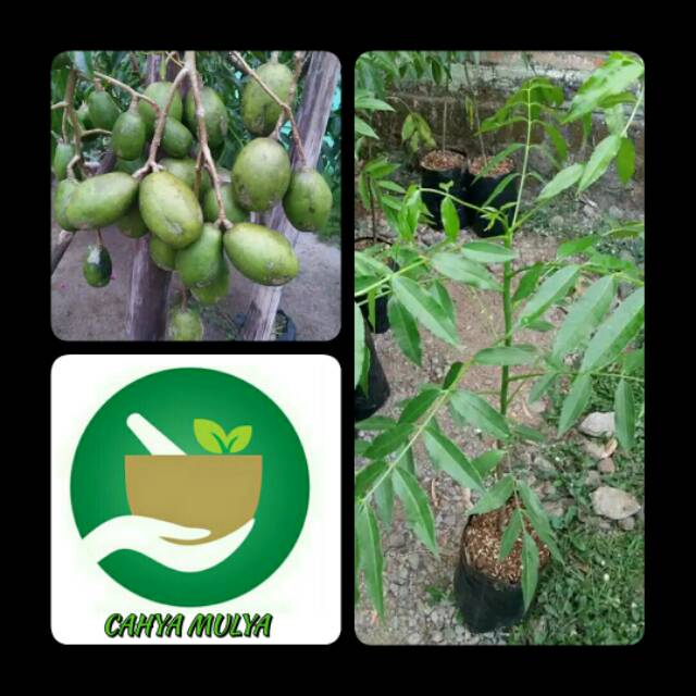 Bibit pohon buah kedondong- tanaman buah kedondong