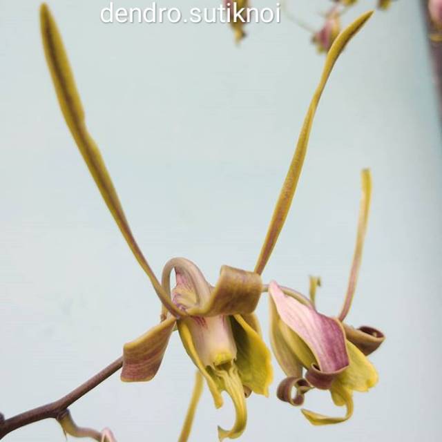 Anggrek dendrobium sutiknoi keki remaja