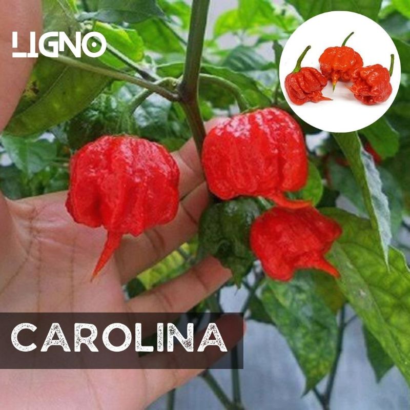 Benih CABE CAROLINA Cabai Super Pedas - Biji Bibit Cabe