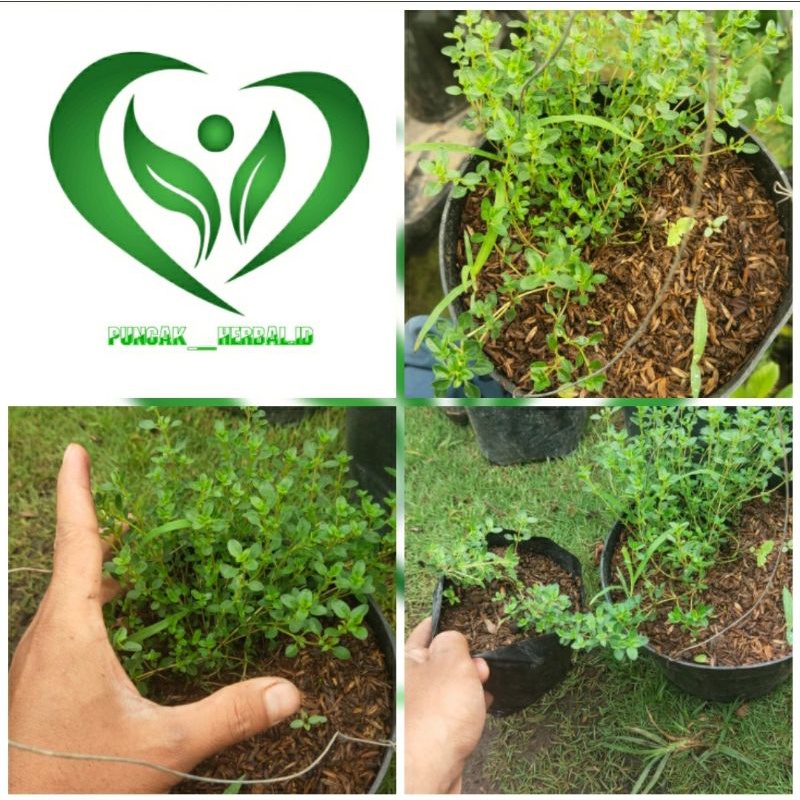 bibit tanaman thyme pohon thyme