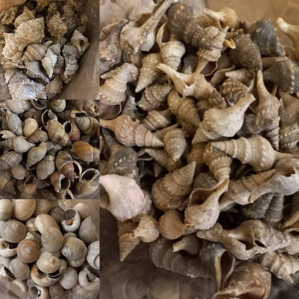 Kerang Keong Hiasan Aquarium Asli / Kerang untuk Kerajinan tangan