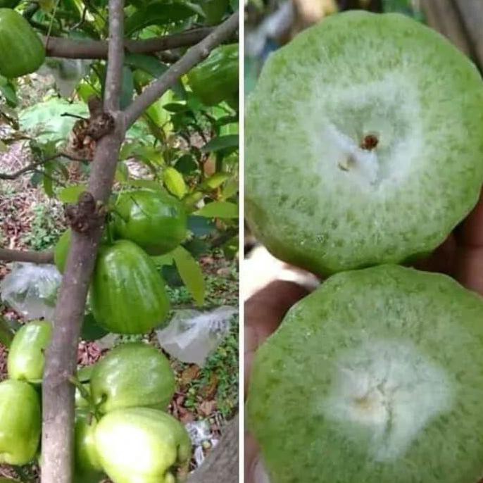 Bibit jambu air kiojok