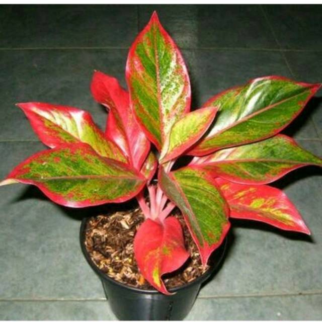 FLORA  aglonema  Aglaonema lipstik (Siam Aurora)  Tanaman hias Aglonema Bunga hidup- tanaman hias hi