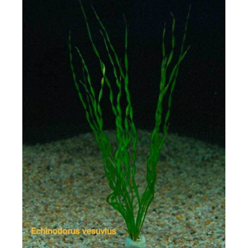 echinodorus vesuvius