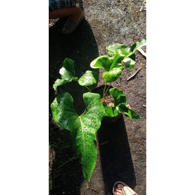 anthurium corong petruk