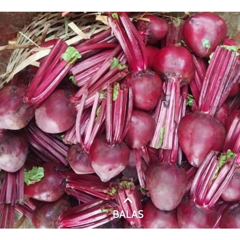 

buah bit beetroot segar 2kg asli fresh murah