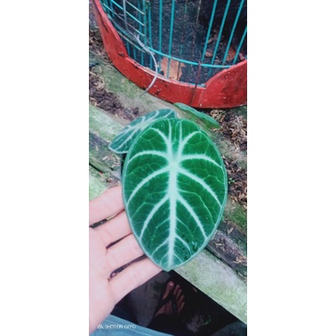 alocasia Velvet ninja