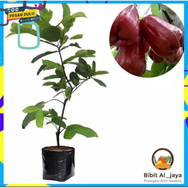 bibit jambu citra jumbo