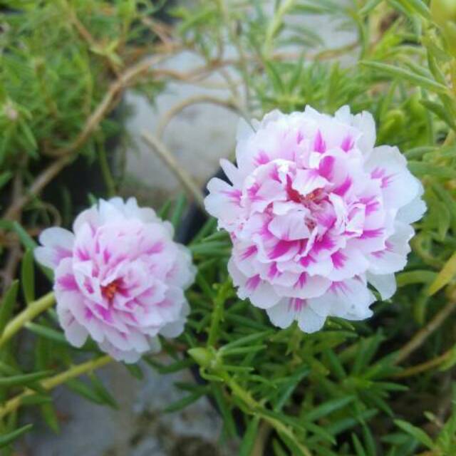 Mossrose TISSUE / portulaca / portulaka / mawar tanah / krokot Tissue