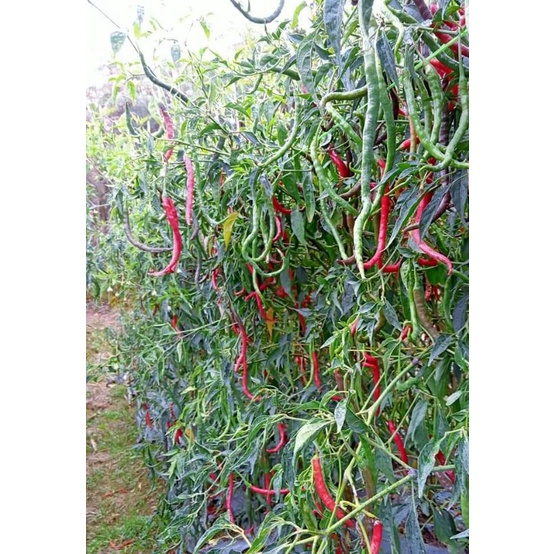 Shopritz Benih Cabe Merah Keriting Tinggi 2 Meter Lokal Legum 10 Gram - Cmk Lokal Legum - Bibit Cabe