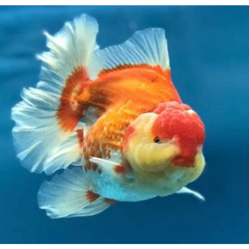 Ikan Mas koki Oranda // Ikan Koki Oranda // Koki Goldfish // Mas Koki