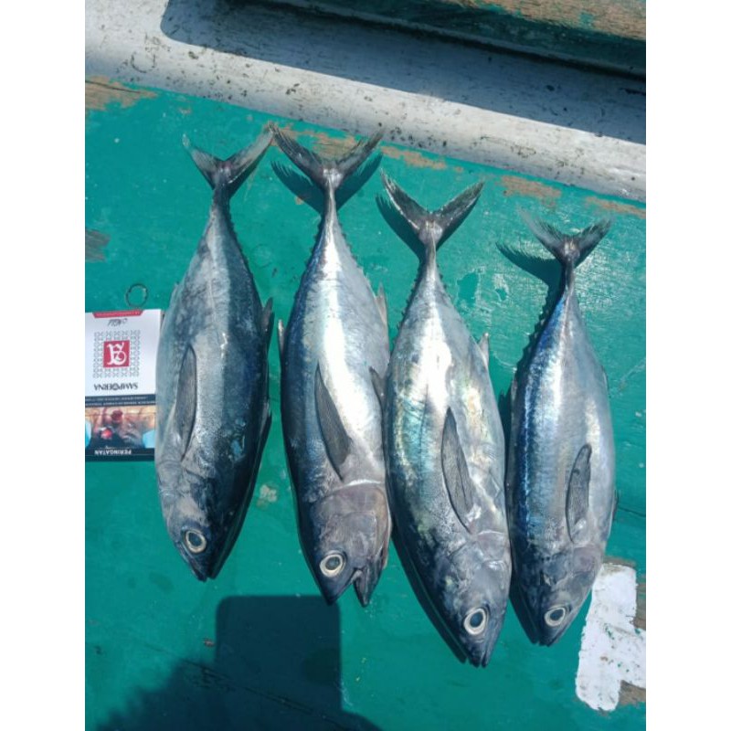 

Ikan Baby Tuna