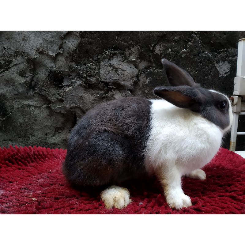 Kelinci Indukan Dutch