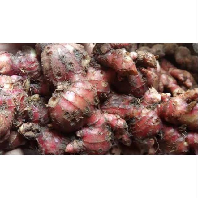 Jahe merah segar 500gr