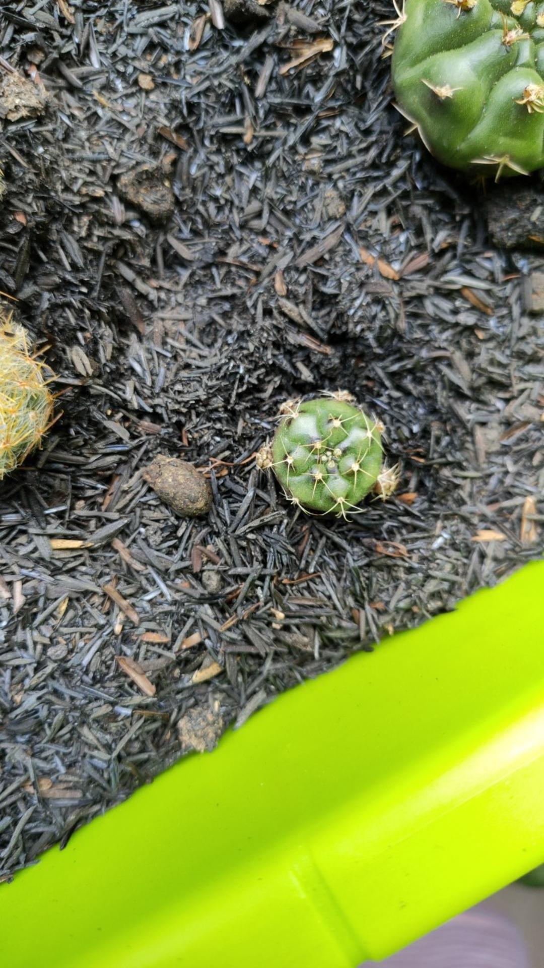 Kaktus Ownroot Bukan Bekas Sambungan Bebas Pilih