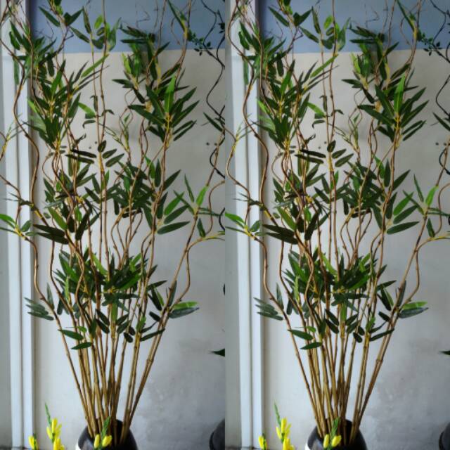 BAMBU ULIR CENDANI